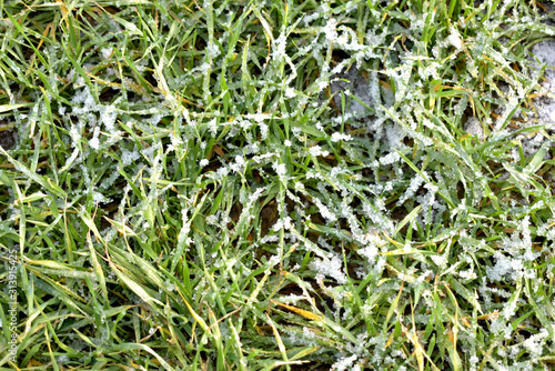 Green grass in the snow.
