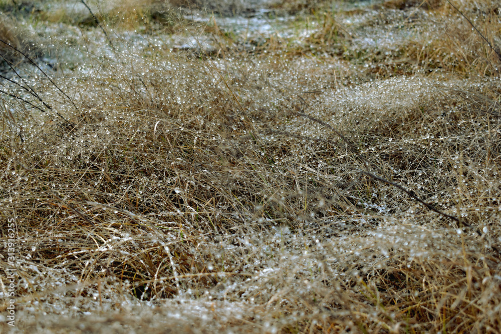 Shiny ice drops on dry grass. Shiny ice drops on dry grass.