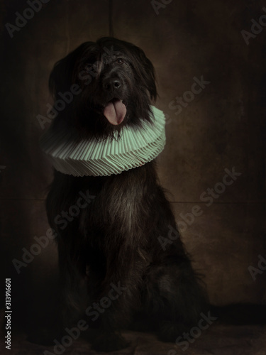 mongrel dog in baroque style photo