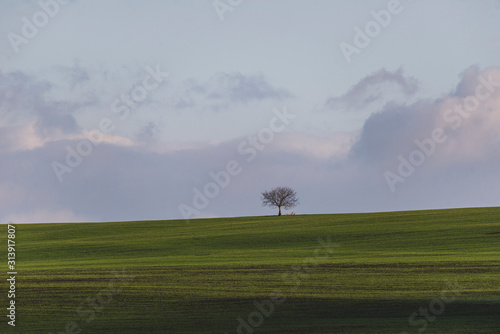 Lonely tree on a green field in january.