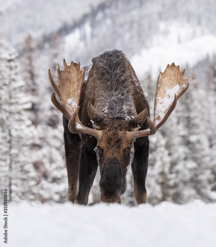 Fototapeta premium Moose in Snow in Jasper Canada 