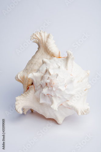 sea shell isolated on white background 2