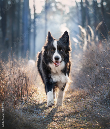 Canvas Print Border Collie dog outdoor