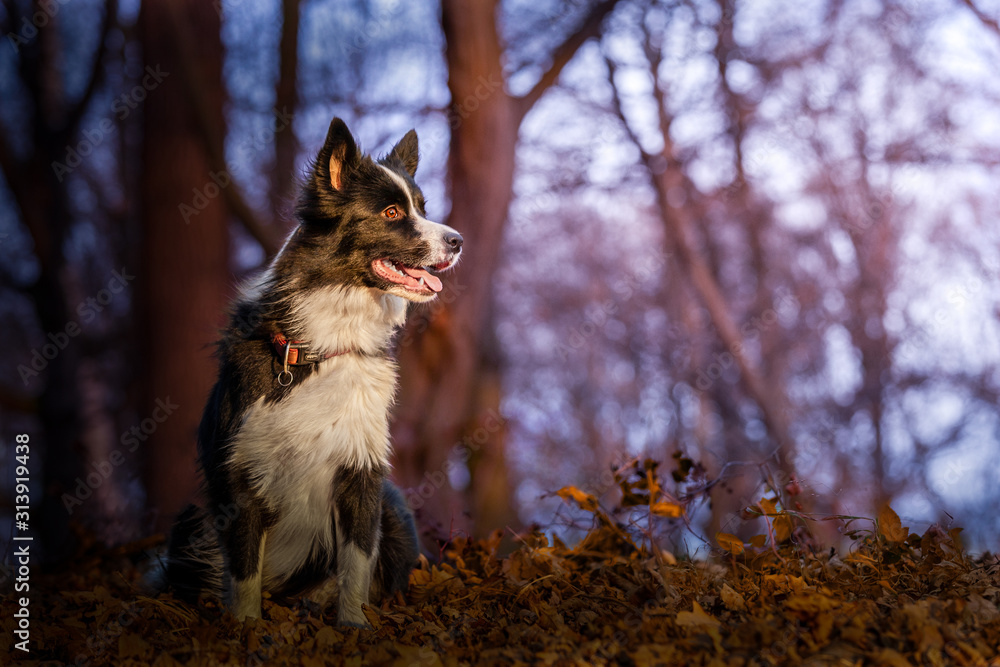 Border Collie dog outdoor Border Collie dog outdoor