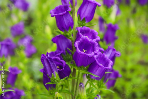 The detail of the blooms of the beautiful blue flower of the campanula medium species.