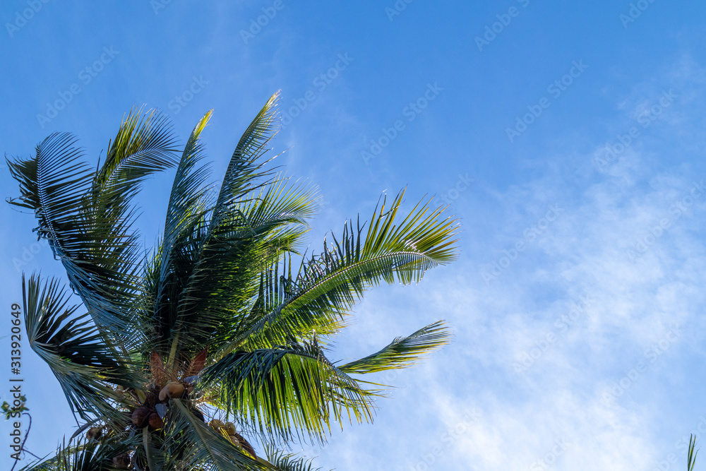 Crown of palm tree of coconut on blue sky background Crown of palm tree of coconut on blue sky background