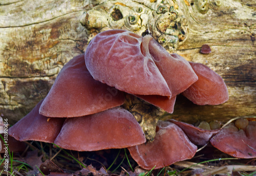 Brown fruiting bodies of Jew’s ear, a saprophytic fungus, growing on dead wood 