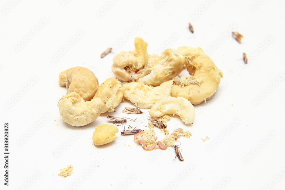 Fototapeta premium A picture of cashew nuts infested with caterpillars and butterflies of the meal moth. Isolated on a white background. 
