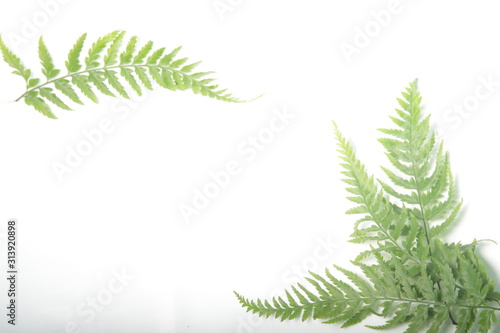 Picture of common lady-fern / Athyrium filix-femina leafs on a white isolated background photo