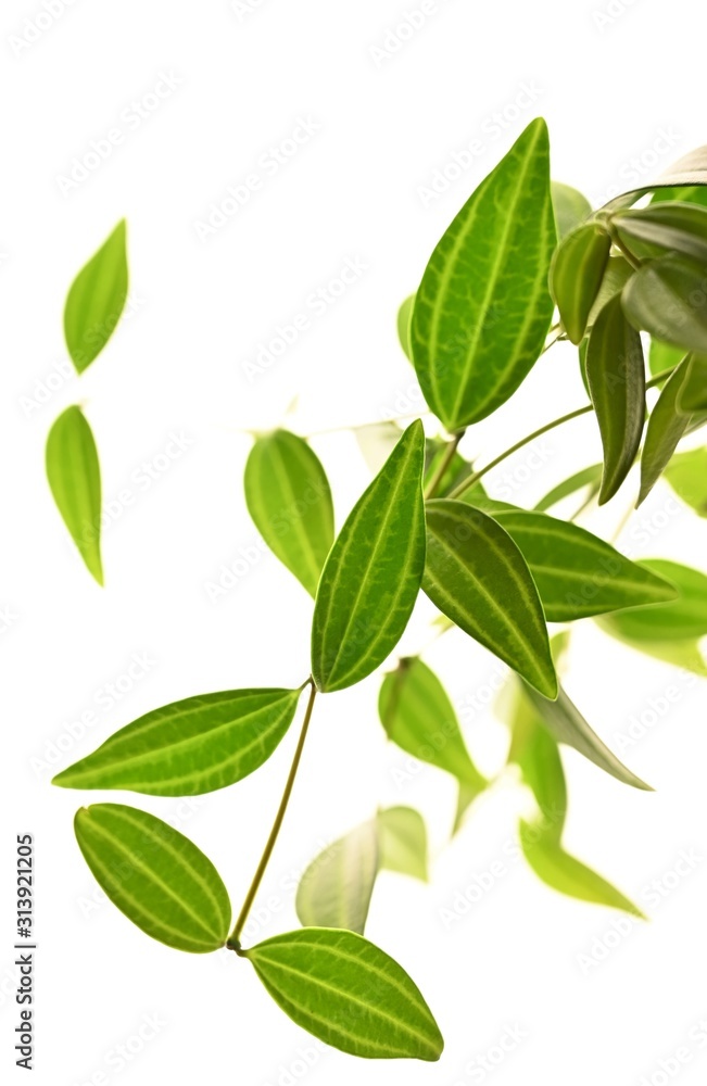 Obraz premium Freigestellte Blätter eines Zwergpfeffers (Peperomia Angulata) als Zimmerpflanze