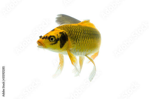 Canvas Print Koi fish isolated on White background with clipping path