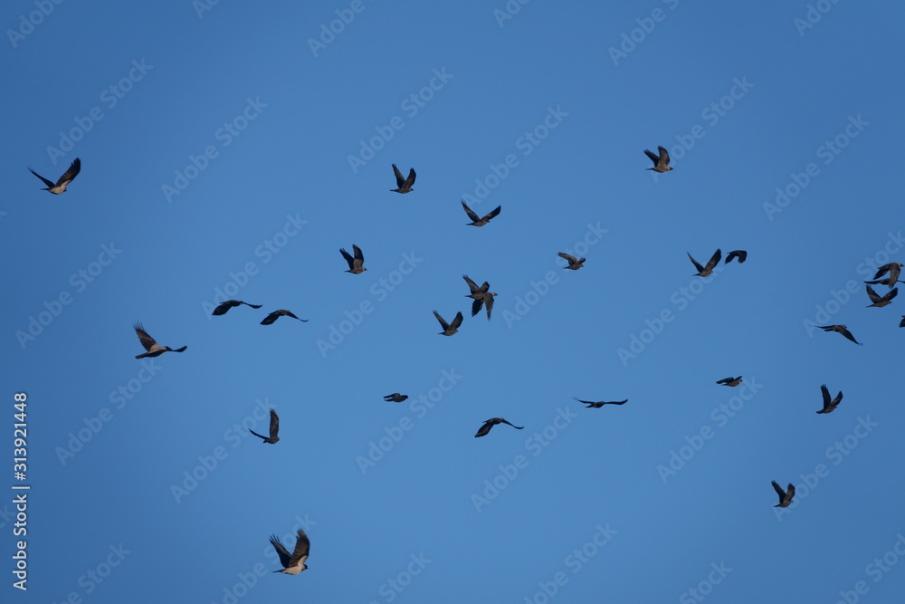 A flying flock of ravens