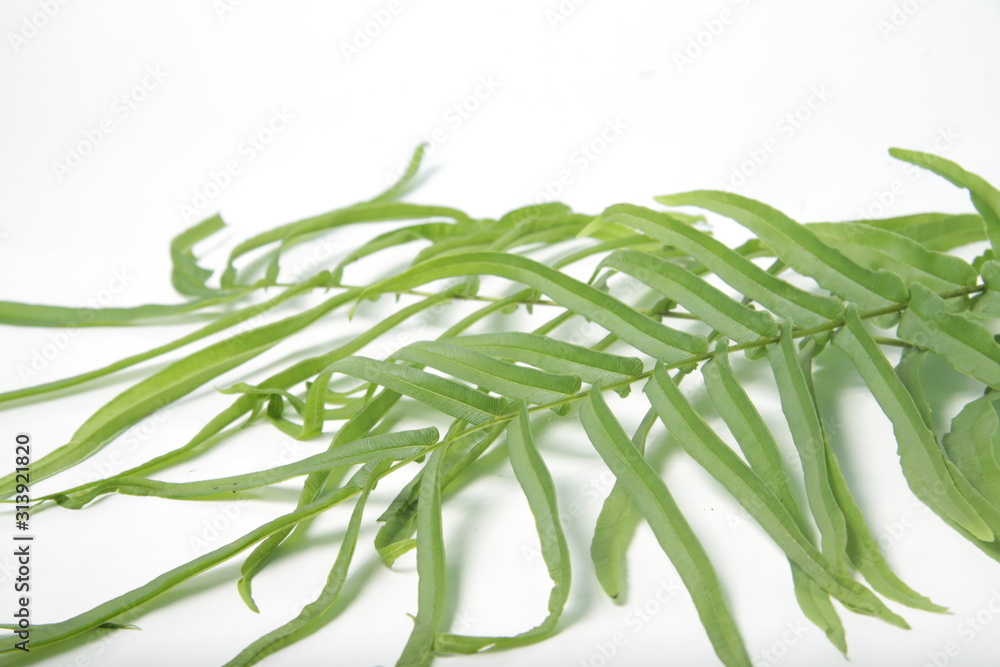 Fototapeta premium Pleopeltis polypodioides (syn. Polypodium polypodioides), also known as the resurrection fern, is a species of creeping, coarse-textured fern native to the Americas and Africa on a isolated background