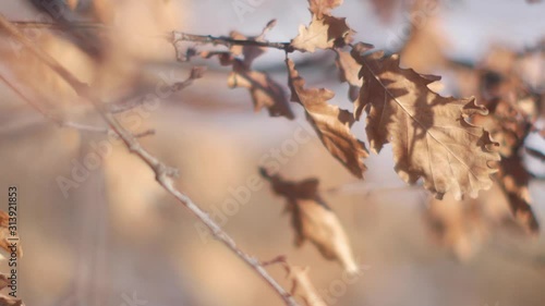 branch of tree in winter