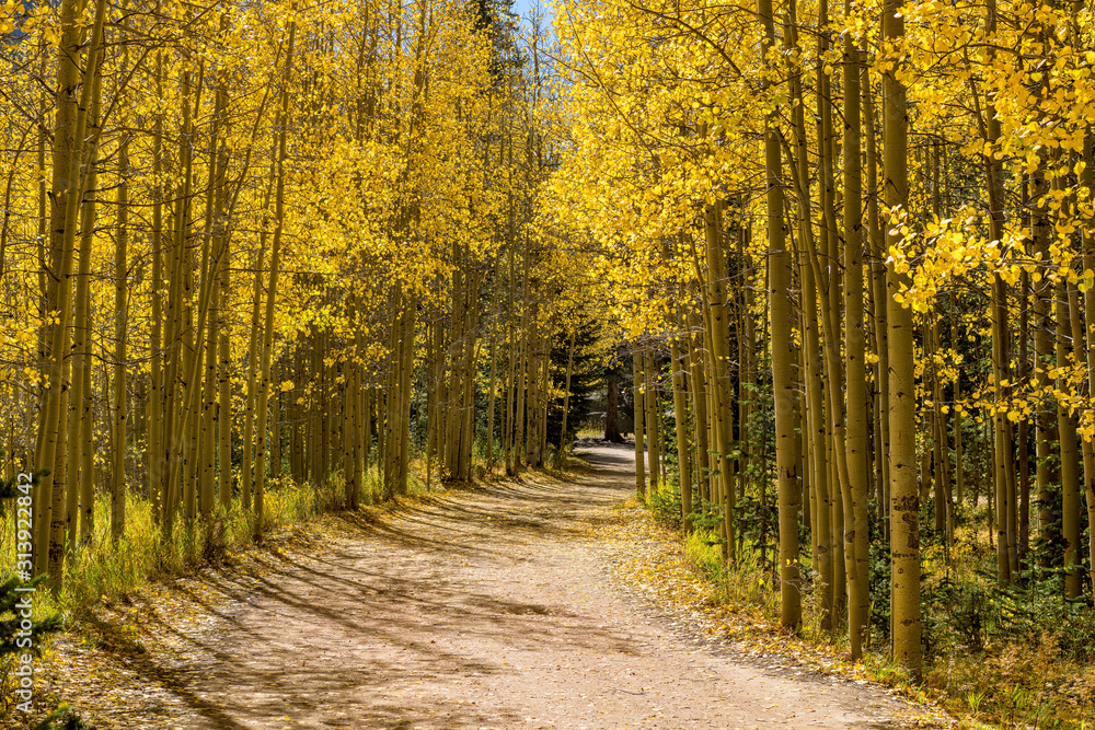 Obraz premium Autumn Aspen Grove - A hiking trail winding through a golden aspen grove on a bright sunny Autumn day. Guanella Pass Scenic Byway, Georgetown, Colorado, USA.