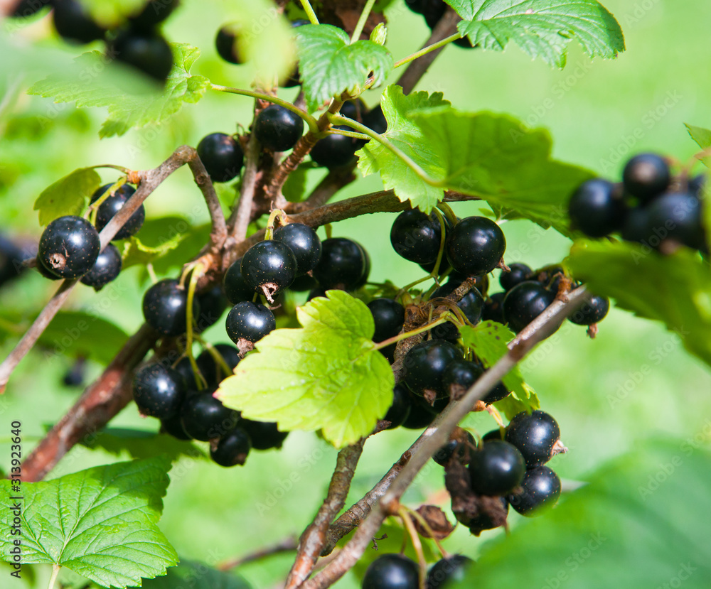 Berries of black currant (Ribes nigrum) on a shrub in sunny summer day, close up Berries of black currant (Ribes nigrum) on a shrub in sunny summer day, close up