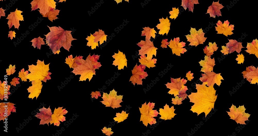 Falling Autumn leaves on black background for Thanksgiving Halloween party. 3D rendering Falling Autumn leaves on black background for Thanksgiving Halloween party. 3D rendering