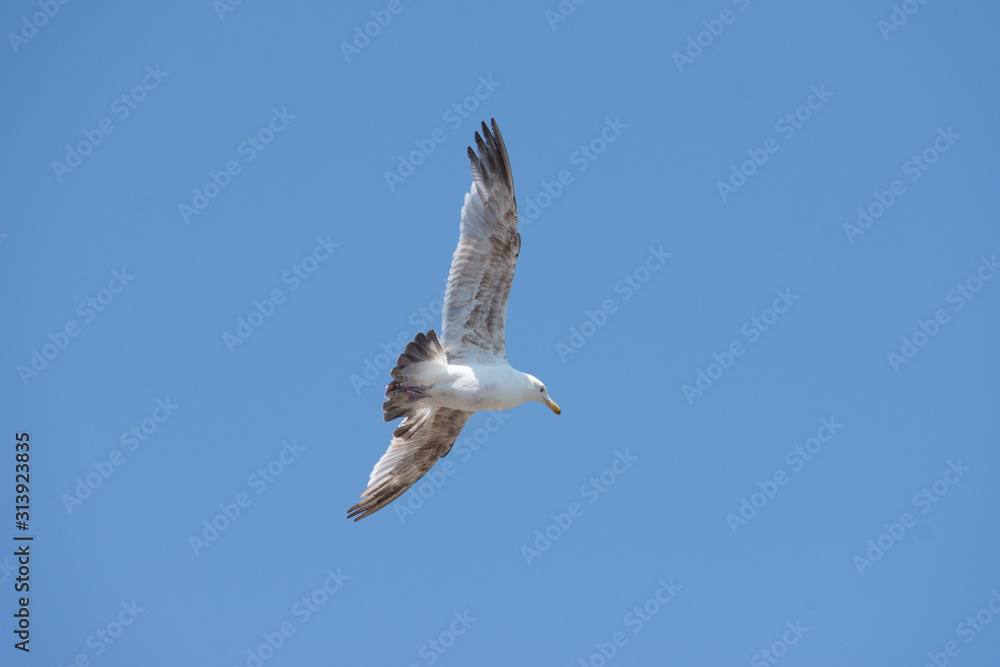 Fototapeta premium medium wide shot of white seagull flying high in the clear blue sky with open wings towards camera right