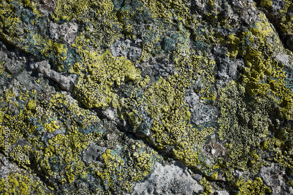Close up of a mossy rock for background textures