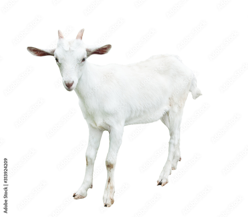 Young goat, isolated on white background Young goat, isolated on white background