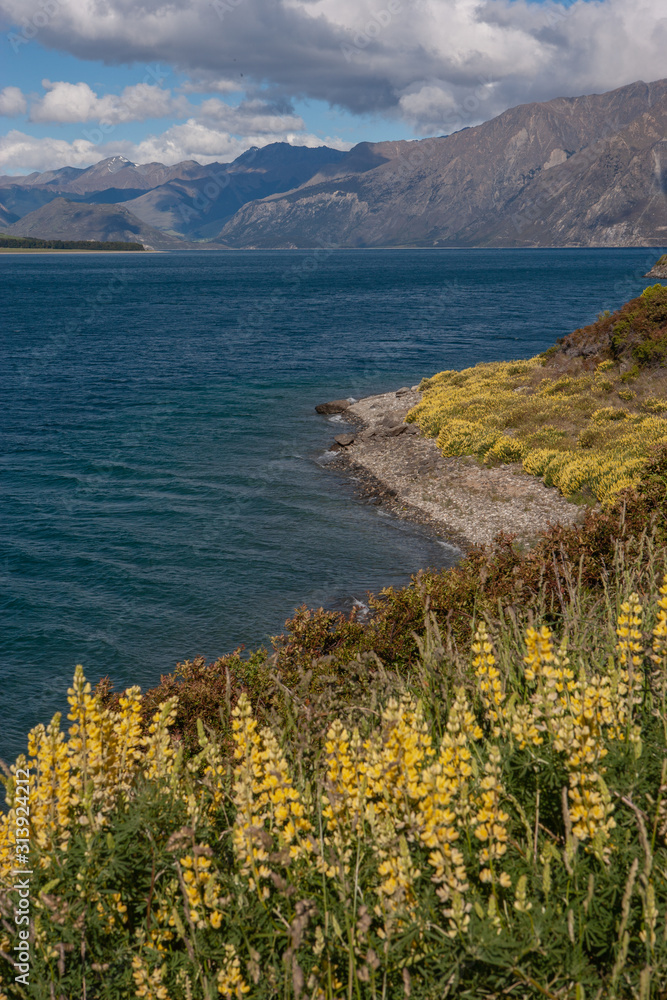 Lake Hawea South Island New Zealand. Spring lupines.