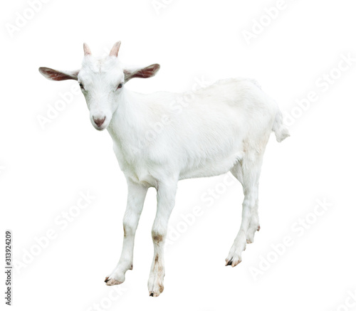 Young goat, isolated on white background 