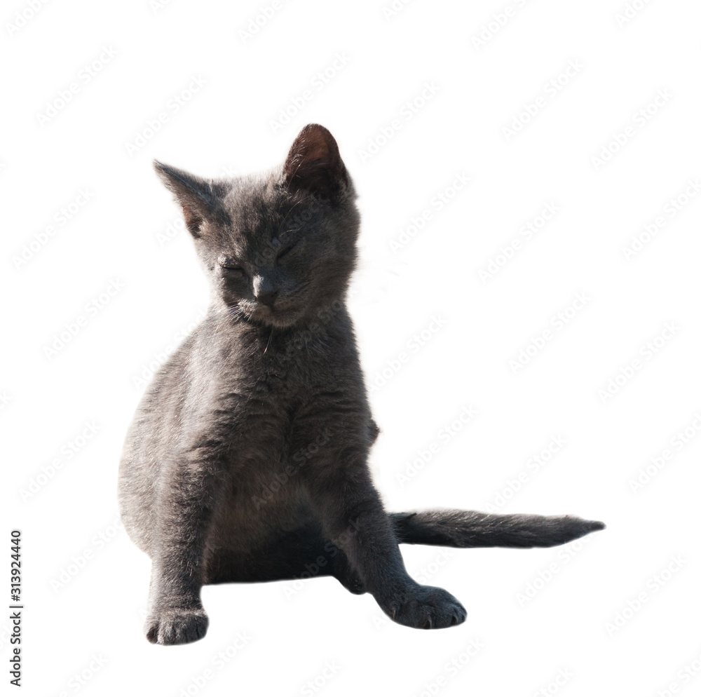 Little grey kitty, isolated on white background