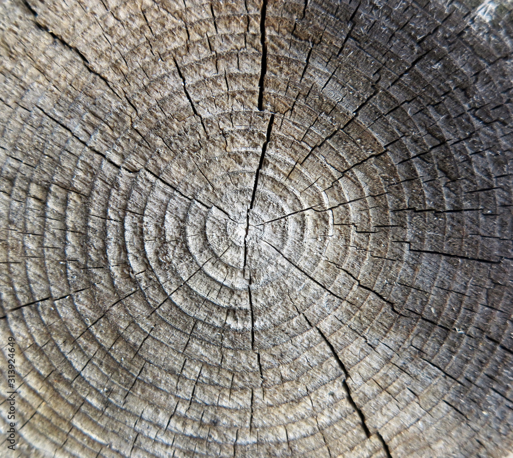 Naklejka premium Jahresringe - annual rings