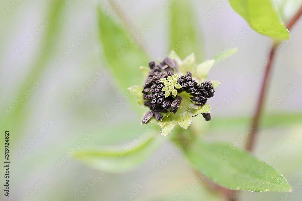 Withered flower with black petals ready to fall. Death burning bush