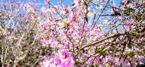 Spring blossom tenderness. Bright pink flowers of tree on background of blue sky. pink color contrast.