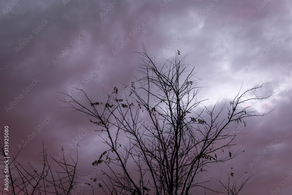 Storm clouds with a tree without leaves Storm clouds with a tree without leaves