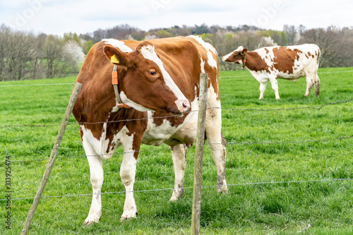 A cow on a green pasture grazes and eats grass in the spring. Two brown - white cows close-up on a farm field.