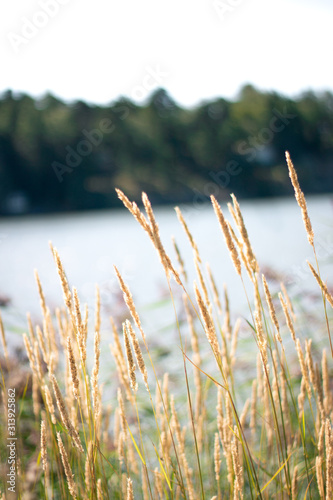 wheat in the wind