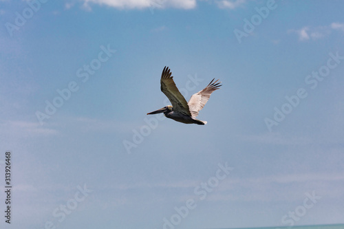 Pelican flies by blue sky  Florida  USA