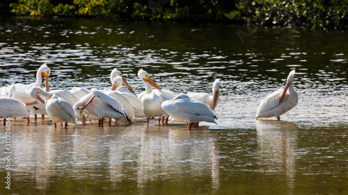 White pelicans standing and resting in water, Florida, USA