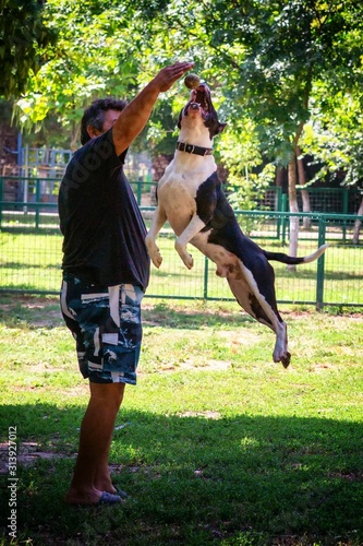 dog jumping