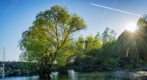 landscape with river and trees