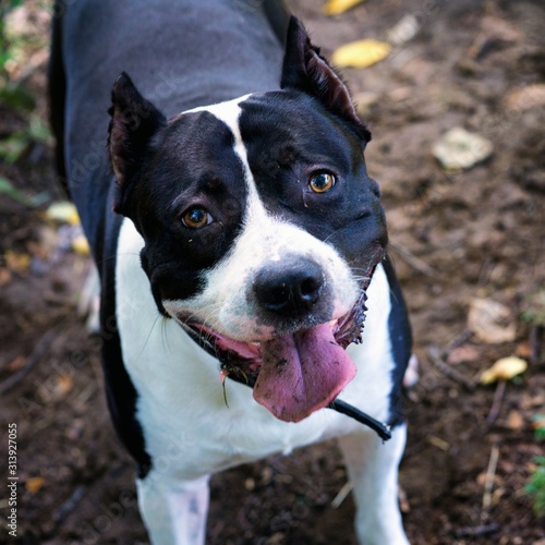 portrait of a dog