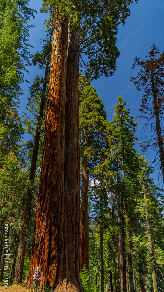 Really Big Trees II