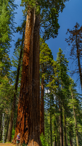 Really Big Trees II © Kirk Nix
