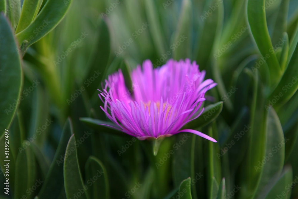 Fototapeta premium Beautiful Purple Violet Flowers Close-up. Beautiful Purple Violet Flowers Close-up. Colorful floral horisontal image
