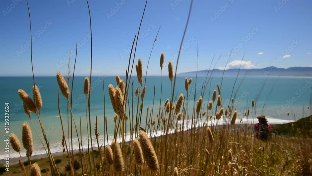 A grass waning in the wind with blue sea in the background A grass waning in the wind with blue sea in the background