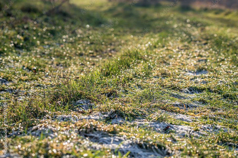 Fototapeta premium Grüne noch leicht gefrorene Wiese im winterlichen Sonnenschein
