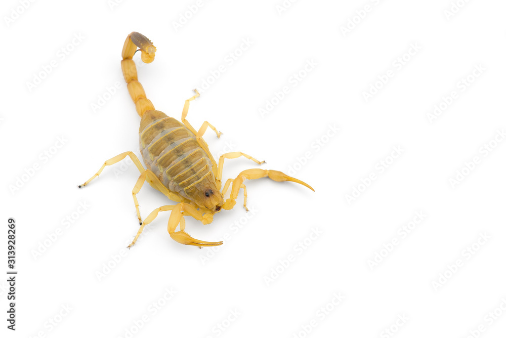 African venom Scorpion isolated on white background African venom Scorpion isolated on white background