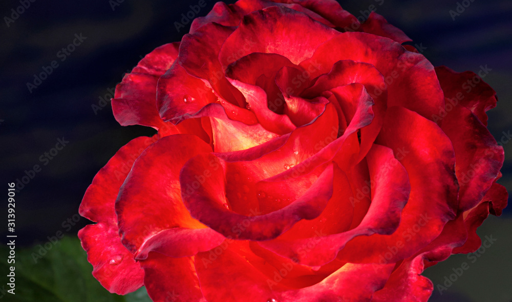 Naklejka premium Bud rose red yellow large
