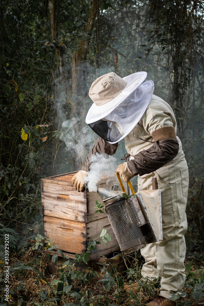 apicultor abriendo y echando humo a colmena de abejas apicultor abriendo y echando humo a colmena de abejas