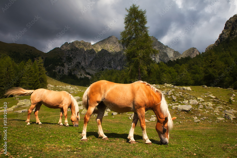 two horses on a meadow in mountains