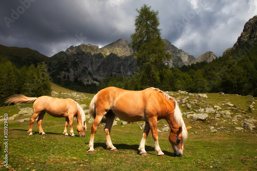 two horses on a meadow in mountains