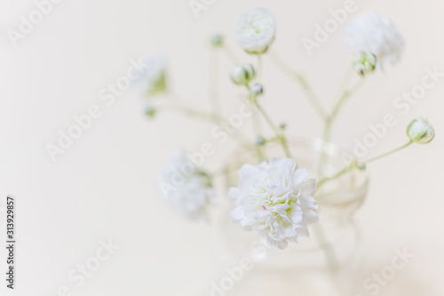 Small lush elegant white flower gypsophila on a pastel background. The concept of spring  summer  women s day  Valentine s day  wedding  holiday  birthday. Macro photo for banners  cards  posters.