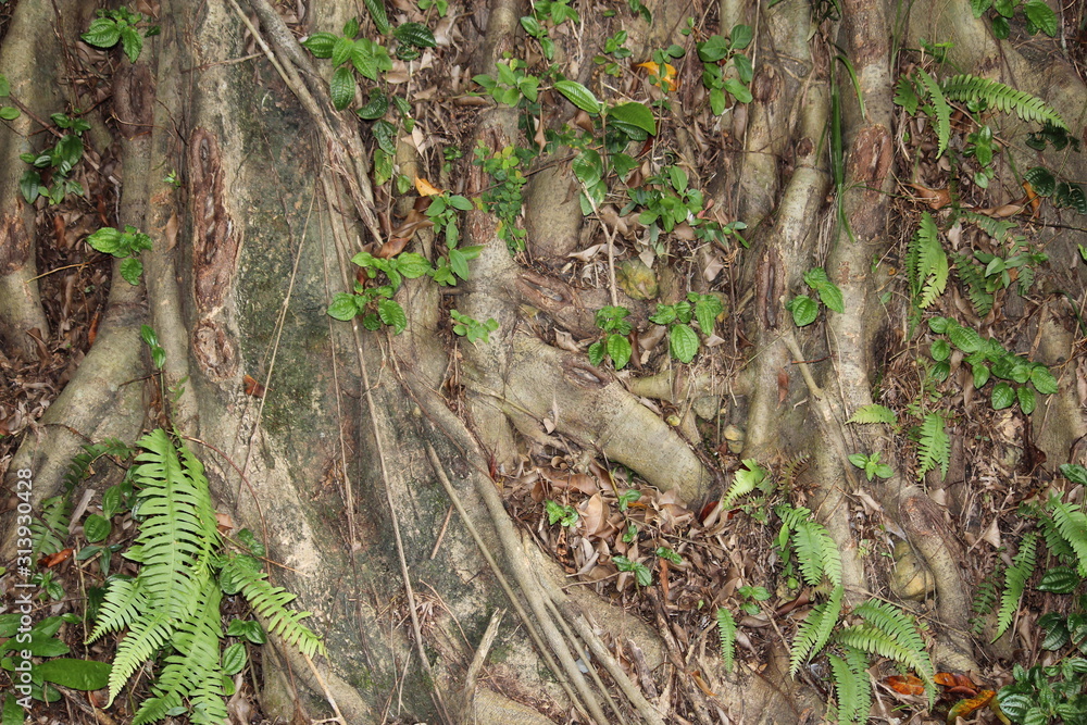 Naklejka premium ficus roots